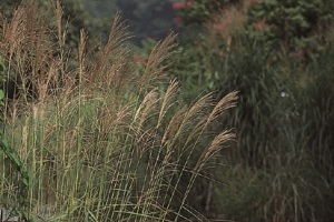 （写真）オバナ