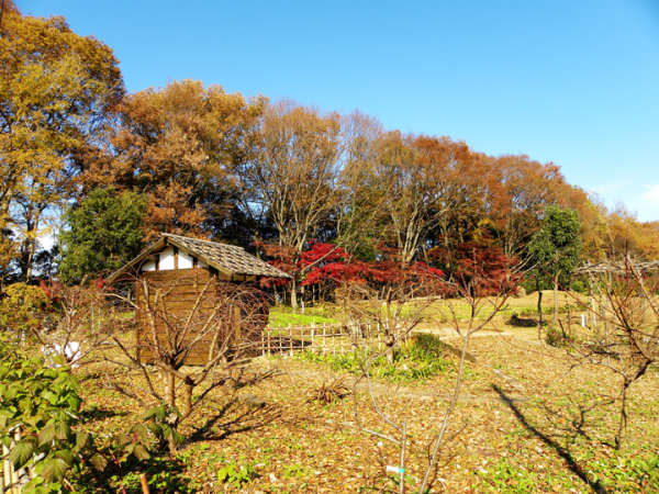 晩秋のふかや村