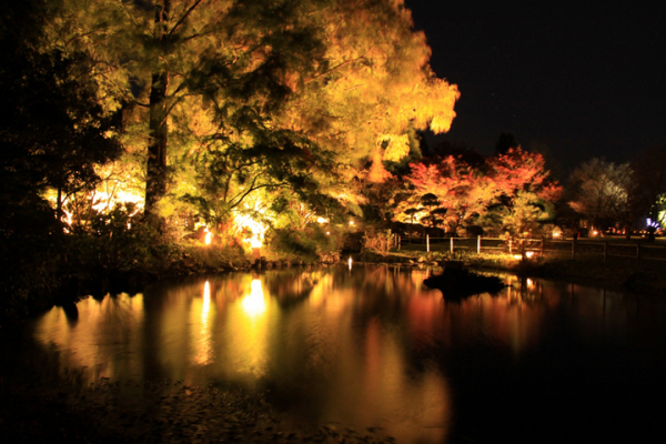 ライトUPに紅葉反映