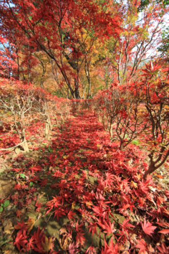 紅い小道