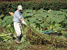 里芋・さつま芋収穫3