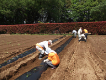 5月17日～19日園内整備2