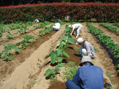 7月4日除草作業1