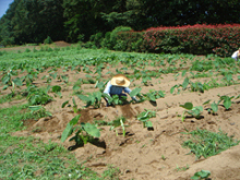 7月4日除草作業2