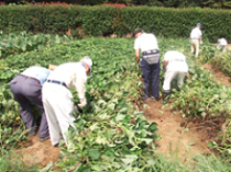 9月6日～8日除草作業、ふかや村3