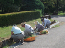 9月13日~15日除草作業5