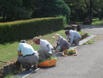 9月13日～15日除草作業5