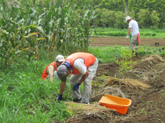 7月25日～26日除草作業1