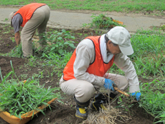 7月25日～26日除草作業2