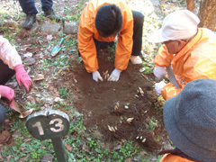 福寿草の植え込み2