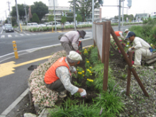 市民ガーデニングボランティア国道17号植栽3