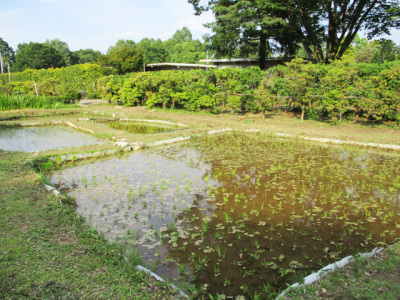 田植え体験