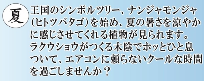 王国植物だより（夏）