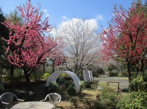 サステナブルガーデンの桜