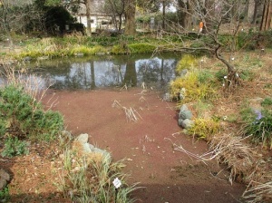 花仲間ガーデン池清掃