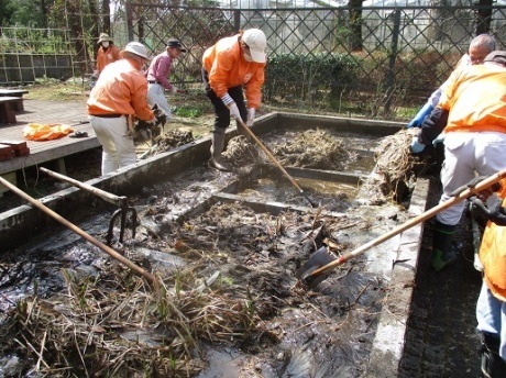 ローズガーデン池の清掃