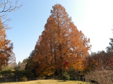 ふかや緑の王国のメタセコイア