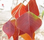 ナンキンハゼの紅葉しているところ