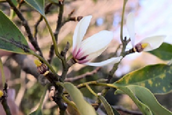 オガタマノキの花