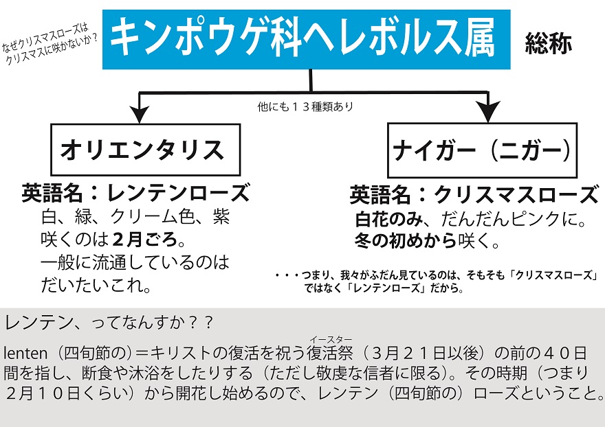 クリスマスローズ