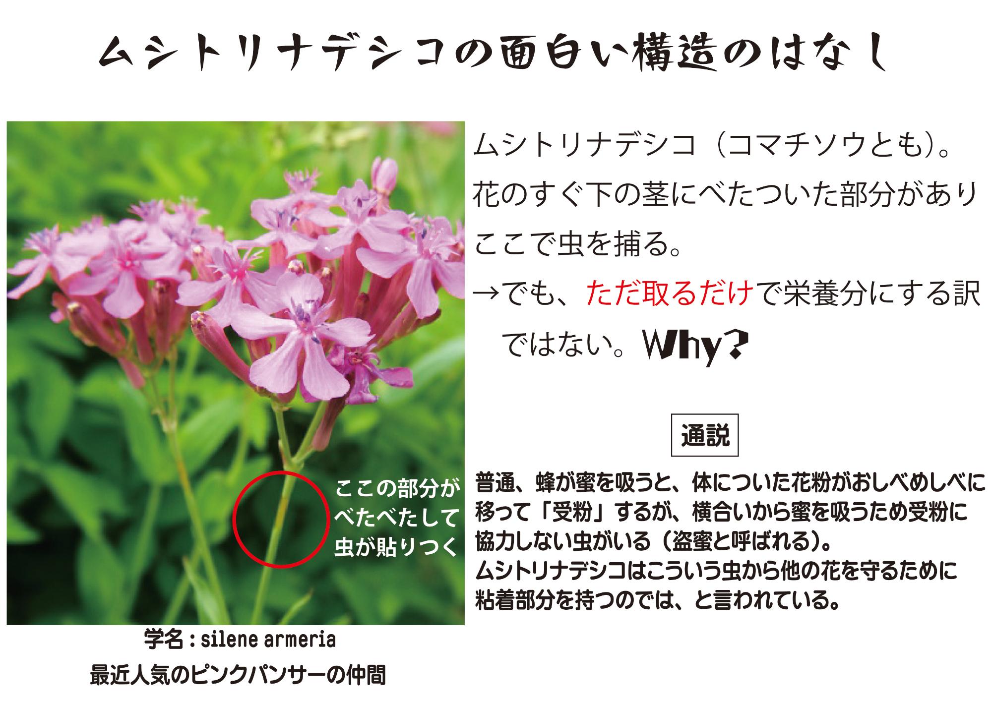 ムシトリナデシコ