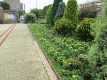 除草&花がら摘み