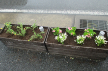 植栽