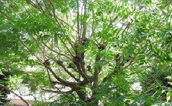 ふかや緑の王国のカイノキ