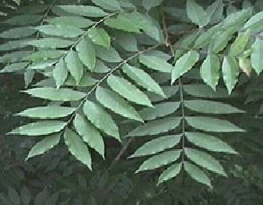カイノキの葉