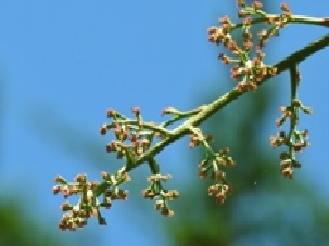 渋沢栄一記念館のカイノキの雌花