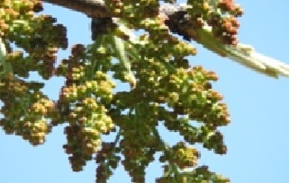 ふかや緑の王国のカイノキの雄花