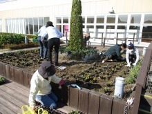 花の植栽風景写真