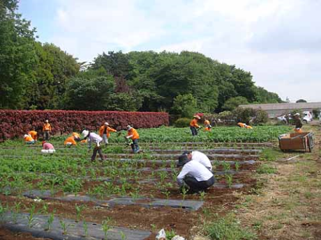 除草作業1