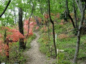 春 ツツジの花咲く遊歩道