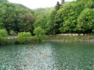 夏 霧ヶ谷津池(きりがやついけ)から望む風景