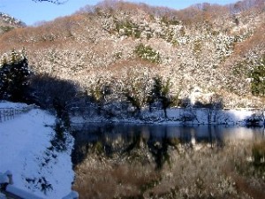 冬 雪化粧に染まる木々