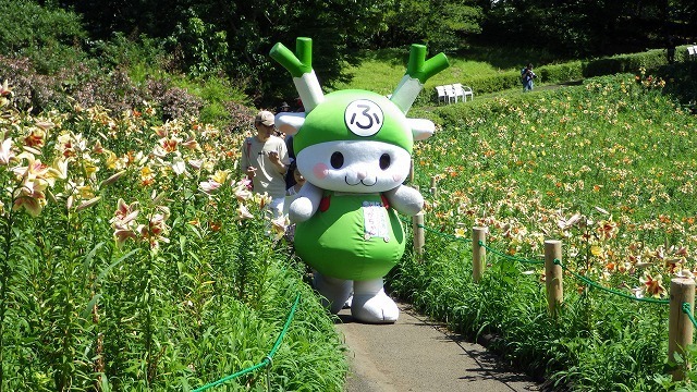 きれいなゆりの道をお散歩♪