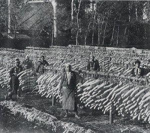 大根の天日干し(昭和30年代の漬物生産風景)
