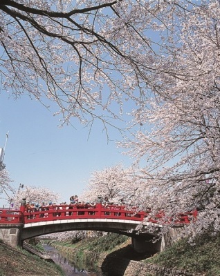 (写真)ふかや桜まつり