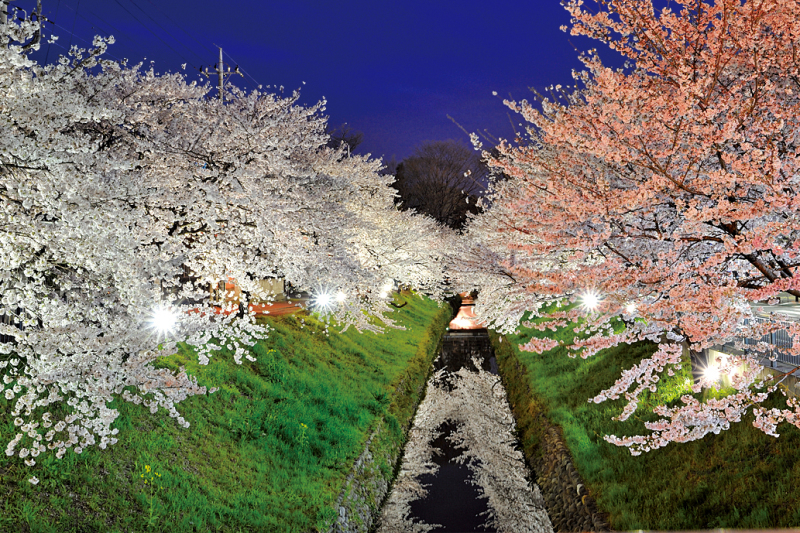 (写真)唐沢堤_夜