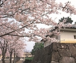 (写真)深谷城址公園の桜