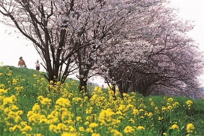 (写真)小山川の桜