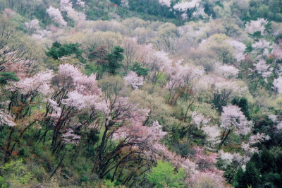 鐘撞堂山（桜）