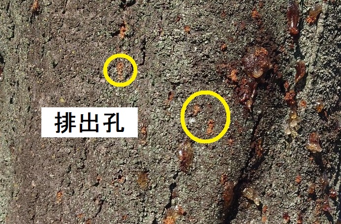 フラス排出孔