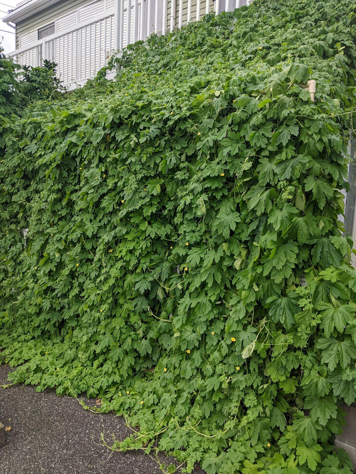 最優秀賞 蜂谷 優美
