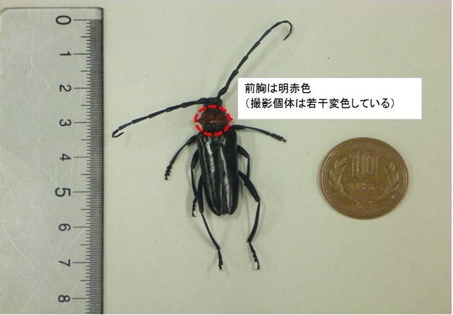 クビアカツヤカミキリ