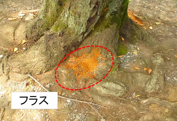 フラス2