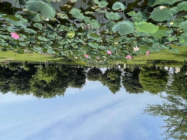 ハスの開花状況7月1日1枚目