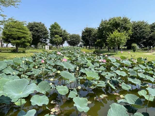 中宿歴史公園原始蓮202607071301