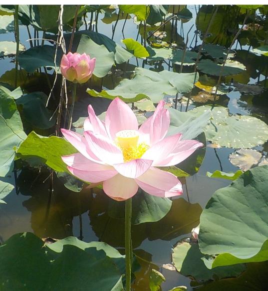 花蓮様　確認ページ 令和8年 原始蓮開花状況（中宿歴史公園）／深谷市ホームページ
